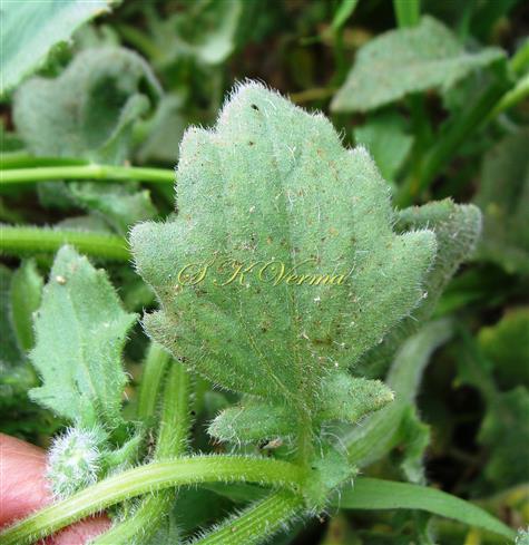  Proximal cauline Leaf (Adaxial view)